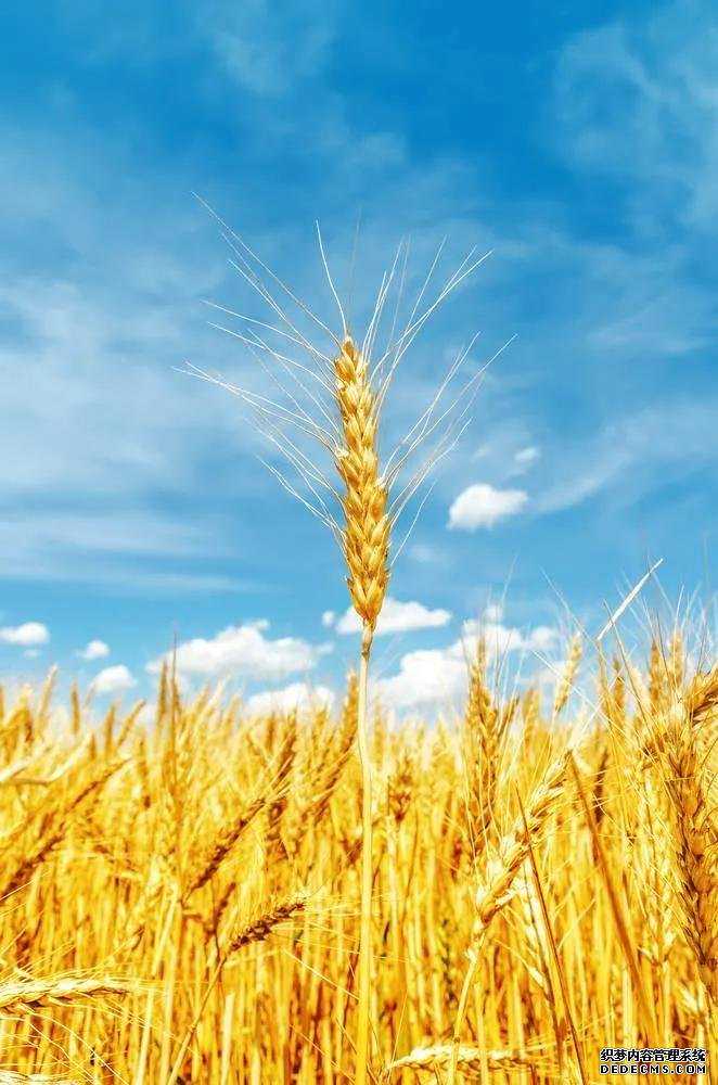 每日分享～大麦的营养价值与食用功效